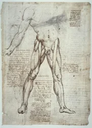 Anatomiestudien