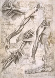 Anatomiestudien