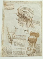 Anatomiestudien: Gehirn, Hirnkammern und Hirnnerven / männlich