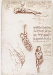 Anatomiestudien: Oberflächenanatomie der Schulter / Knochen des Fußes