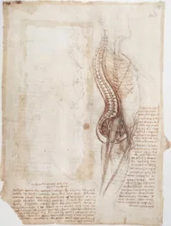 Anatomiestudien: Wirbelsäule