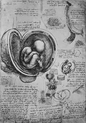 Zeichnungen eines Embryos im Uterus, um 1480