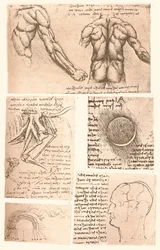 Vier anatomische Zeichnungen, ca. 1472-ca. 1519, 1883