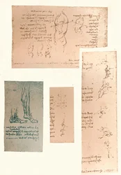 Vier Zeichnungen zur Theorie der Bewegungen der menschlichen Figur
