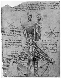 Rückansicht eines Skeletts, das die Sehnen des Halses zeigt, spätes 15. oder frühes 16. Jahrhundert