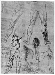 Studien zur vergleichenden Anatomie