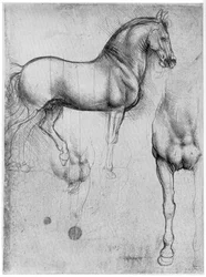 Pferdestudien, ca. 1490, 1954