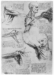 Studie der Schultergelenke, 1510-1511