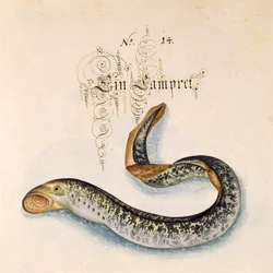 Meerneunauge