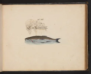 "Eine genaue natürliche Beschreibung und Darstellung der Wasservögel, Fische, Vierfüßler, Insekten und Würmer, die in den Gewässern von Straßburg vorkommen, die ich selbst geschossen und gehandhabt habe. Leonard Baldner, Fischer und Bürger in Straßburg"