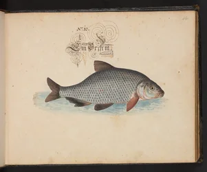 "Eine genaue natürliche Beschreibung und Darstellung der Wasservögel, Fische, Vierfüßler, Insekten und Würmer, die in den Gewässern von Straßburg vorkommen, die ich selbst geschossen und gehandhabt habe. Leonard Baldner, Fischer und Bürger in Straßburg"