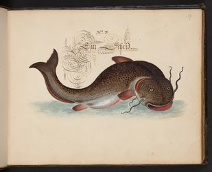 "Eine genaue natürliche Beschreibung und Darstellung der Wasservögel, Fische, Vierfüßler, Insekten und Würmer, die in den Gewässern von Straßburg vorkommen, die ich selbst geschossen und gehandhabt habe. Leonard Baldner, Fischer und Bürger in Straßburg"