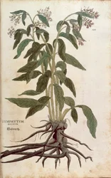 Beinwell - Symphytum officinale (Symphytum magnus) von Leonhart Fuchs aus De historia stirpium commentarii insignes, kolorierte Gravur