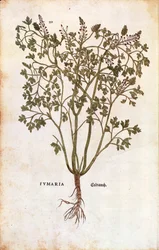 Erdrauch (Fumaria officinalis)