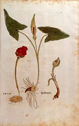 Gefleckter Aronstab - Arum italicum (Arum) von Leonhart Fuchs aus De historia stirpium commentarii insignes (Bemerkenswerte Kommentare zur Geschichte der Pflanzen), kolorierte Gravur