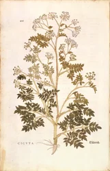Schierling - Conium maculatum (Cicuta) von Leonhart Fuchs aus De historia stirpium commentarii insignes (Bemerkenswerte Kommentare zur Geschichte der Pflanzen), kolorierte Gravur