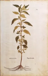 Mauerraute - Parietaria officinalis von Leonhart Fuchs aus De historia stirpium commentarii insignes, kolorierte Gravur