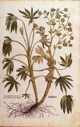 Stinkende Nieswurz von Leonhart Fuchs aus De historia stirpium commentarii insignes, kolorierte Gravur