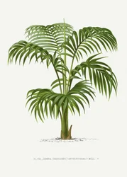 Kentia Vii