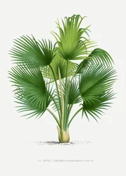 Xxvii Thrinax B