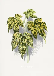 Abutilon Thompsoni Blatt Illustration