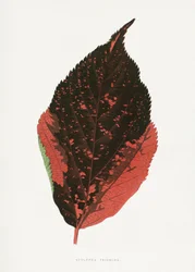 Acalypha Tricolor Blatt Illustration