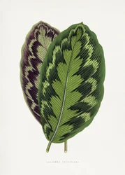 Calathea Veitchiana Blatt Illustration