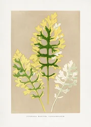 Cineraria Maritima Fairbairnianum Blatt Illustration
