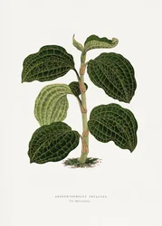 Grünes Anoechtochilus Setaceus Blatt Illustration