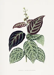 Grünes Bignonia Argyro Violascens Blatt Illustration