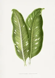 Grünes Dieffenbachia Baraquiniana Blatt Illustration