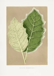 Illustration des Grünen Solanum Marginatum Blattes
