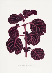 Illustration des Rosa Achyranthes Verschaffeltii Blattes