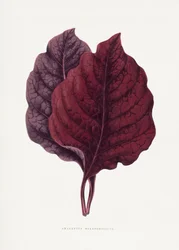 Illustration des Rosa Amarantus Blattes