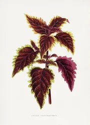 Illustration des Rosa Coleus Blattes