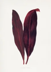 Illustration des Rosa Dracaena Ferrea Blattes