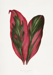 Illustration des Rosa Dracaena Terminalis Blattes
