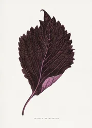 Illustration des Rosa Perilla Nankinensis Blattes