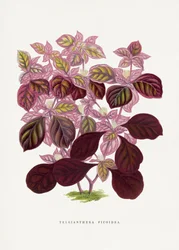 Illustration des Rosa Teleianthera Ficoidea Blattes