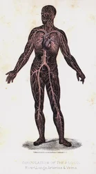 Kreislauf des Blutes, Herz, Lungen, Arterien und Venen