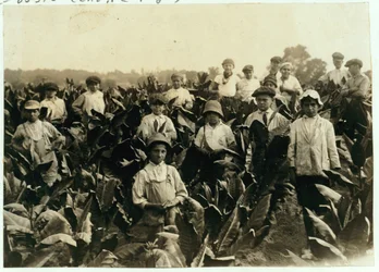 Goodrich Tabakfarm, in der Nähe von Gildersleeve, Connecticut, 1917