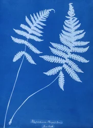 Cyanotypie von Polypodium phegopteris