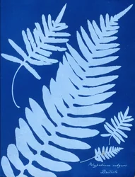 Cyanotypie von Polypodium vulgare
