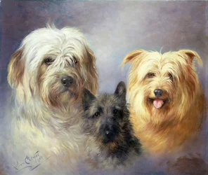 Ein Tibeter, Cairn und ein Seidenterrier