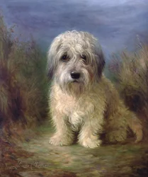 Dandie Dinmont Terrier
