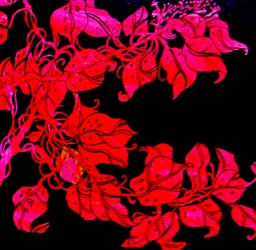 Rot für Williams Schwester