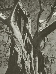 Banyanbaum