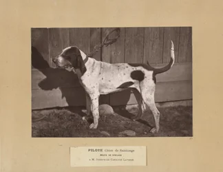 Pilote, Hund von Saintonge, Meute von Virelade, A.M. Joseph de Carayon Latour