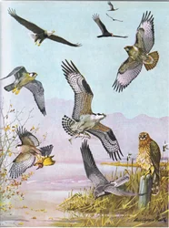 Weißkopfseeadler, Truthahngeier, östlicher Rotschwanzbussard, Wanderfalke, amerikanischer Fischadler, Kornweihe
