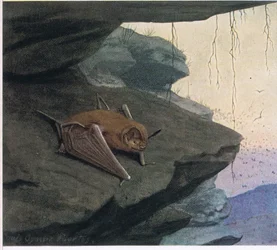 Freischwanzfledermaus